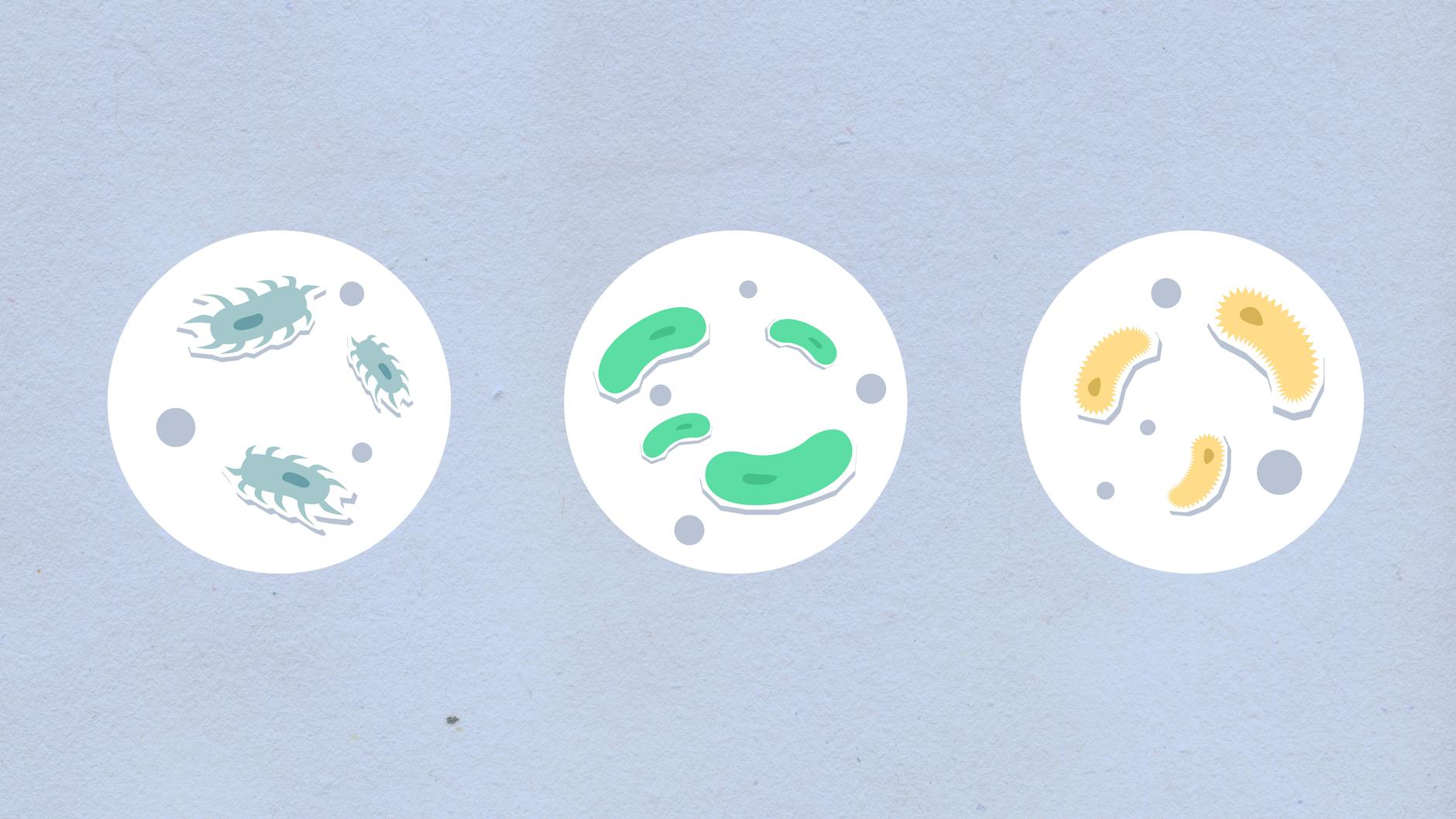 Coffee & Your Gut: A Surprising Link to Stress Relief